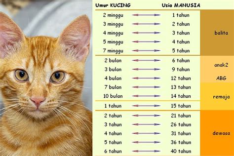 catlovers wajib tahu umur kucing   sama  umur manusia