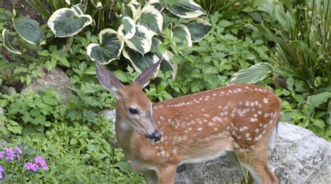 Do Deer Eat Hostas Will They Attract Deer To My Garden