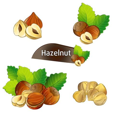 Premium Vector Hazelnut Kernel With Green Leaves Set