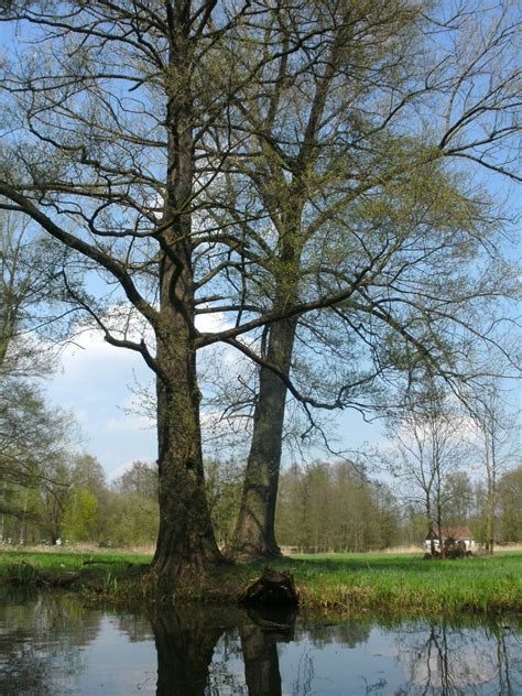 Kostenlose Foto Landschaft Baum Wasser Natur Sumpf Ast Blatt