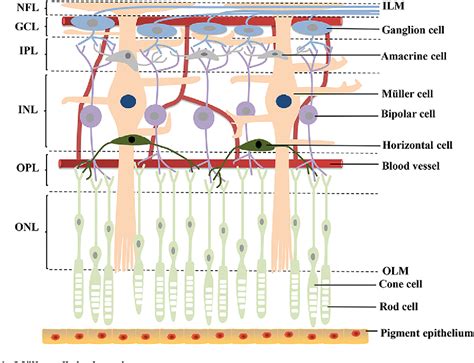 Figure 1 from Müller cells in pathological retinal angiogenesis