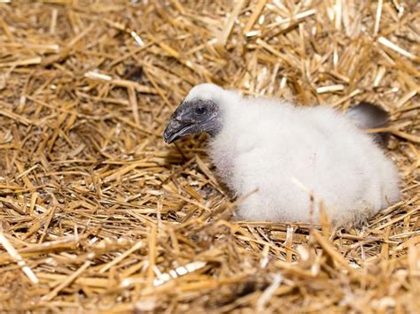 Turkey Vulture Nesting (Behavior, Eggs + Location) | Birdfact