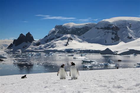 The Curious Penguins In Antarctica