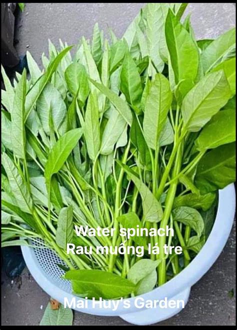 50 Thai Water Spinach Seeds Ong Choy Kangkong Kong Xin Cai Etsy