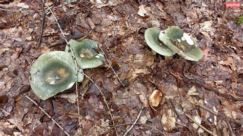 Cade In Un Torrente Ferito Un Cercatore Di Funghi