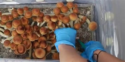 How to Grow Edible Mushrooms From Spores to Shroom - Business Insider