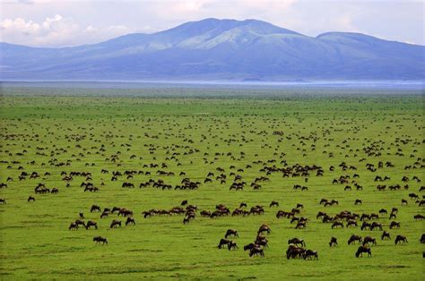 Serengeti National Park Wallpapers - Wallpaper Cave