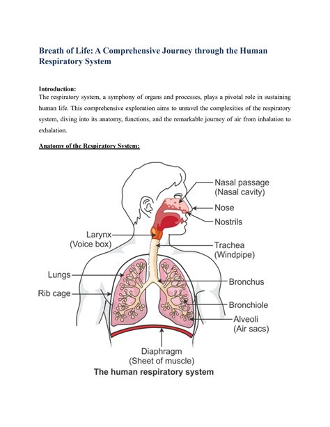 SOLUTION: Respiratory system of human body - Studypool