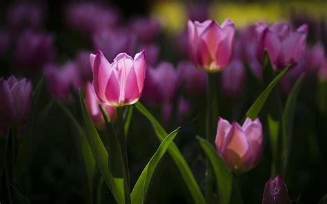 Purple Tulips Hd Wallpapers Top Free Purple Tulips Hd Backgrounds Wallpaperaccess