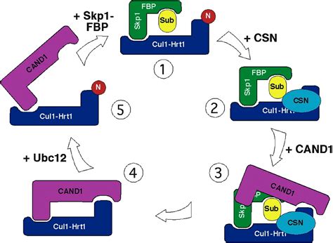 Cop9 Signalosome Cell