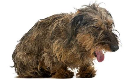 Chronic Bronchitis in Dogs | Urban Animal Veterinary Hospital - Houston ...