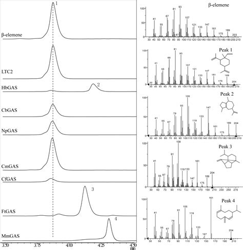 Frontiers Protein Engineering Of A Germacrene A Synthase From Lactuca