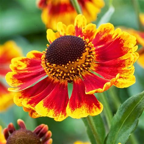 Flower Homes: Helenium Flowers