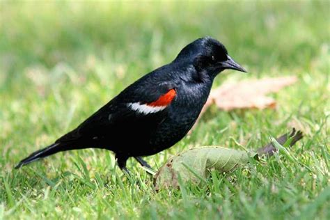 Percent Of The Tricolored Blackbirds On Earth Are In Imminent Danger