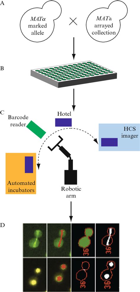 Figure From Synthetic Genetic Array Sga Analysis In Saccharomyces