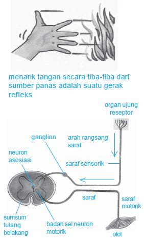 urutan  mekanisme terjadinya proses gerak refleks  gerak sadar