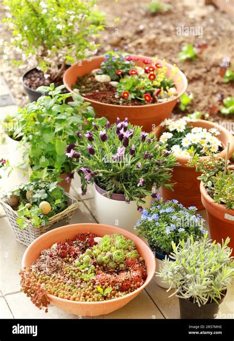 small courtyard garden pots  res stock photography  images alamy