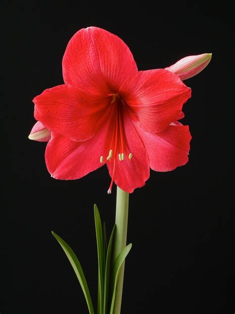 Гиппеаструм Фото Цветок Красный — Фото Картинки