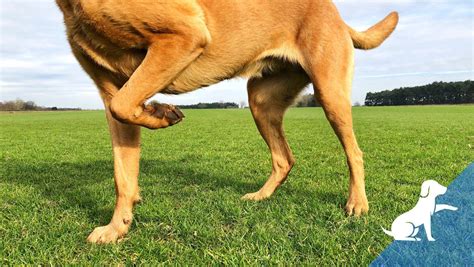 Wat Is Pijn Bij Honden KynoFlex Hondenschool Utrecht