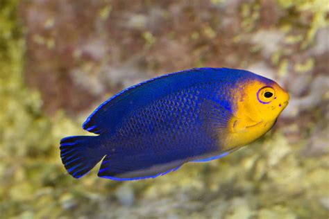 Saltwater Angelfish: A Complete Care Guide