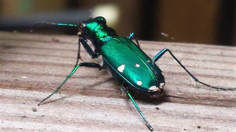 6-Spotted Tiger Beetle in Huntersville, NC