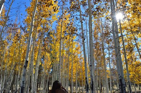 Aspens In San Francisco Peak Francisco San Francisco Natural Landmarks