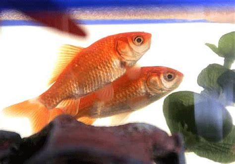 Goldfish  Find And Share On Giphy