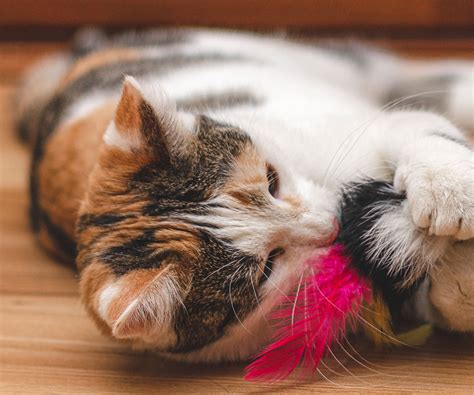 Kittens Playing Together