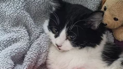 La Miracolosa Ripresa Di Oreo Il Gatto Precipitato Dal Quarto Piano