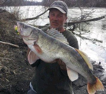 Angler Breaks Illinois State Record Walleye Wired Fish