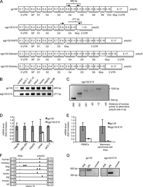 Alternative Intronic Polyadenylation Generates The Interleukin 6 Trans