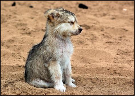 Baby Wolf: All About Diet, Names, Puppies and Pictures