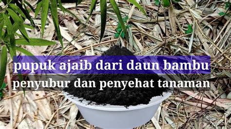 Pupuk Organik Cair Dari Daun Bambu Dan Arang Daun Bambu Youtube