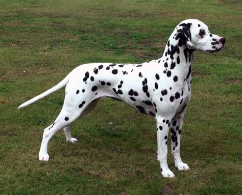 The Dalmatian A Comprehensive Guide To The Iconic Spotted Dog All