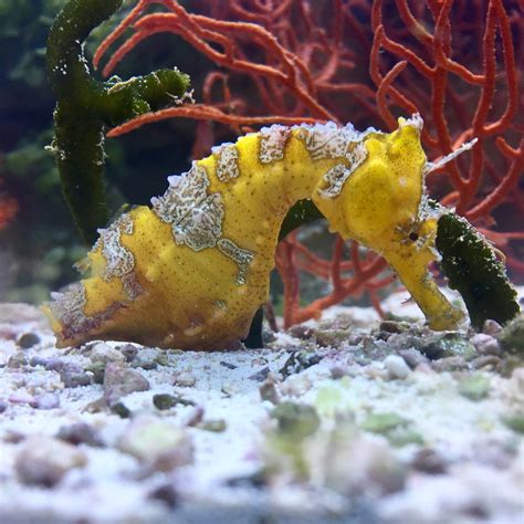 Lined Seahorse Keeping — Seahorse Linedseahorse Hippocampuserectus