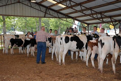 Dairy Cattle Show Gasconade County Republican