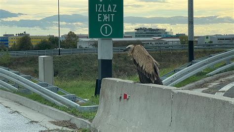 Foto Pogledajte Nevjerojatne Fotografije Bjeloglavog Supa U Zagrebu