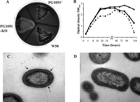 Immunochemical analysis of P . gingivalis W50, PG1051- KO, and PG1051 ϩ ... 