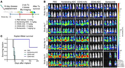 In Vivo Cd Adc Antimyeloma Activity In The Rpmi Luc Disseminated