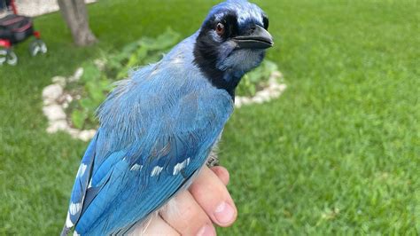 Rare bird alert in Texas yields hybrid of blue jays and green jays