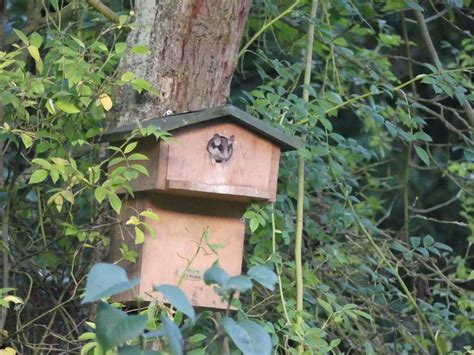 Lebendiger Garten Nistkästen für heimische Vögel und Schlafmäuse