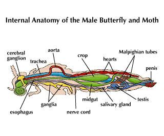 File:Internal morphology of Lepidoptera.svg - Wikipedia