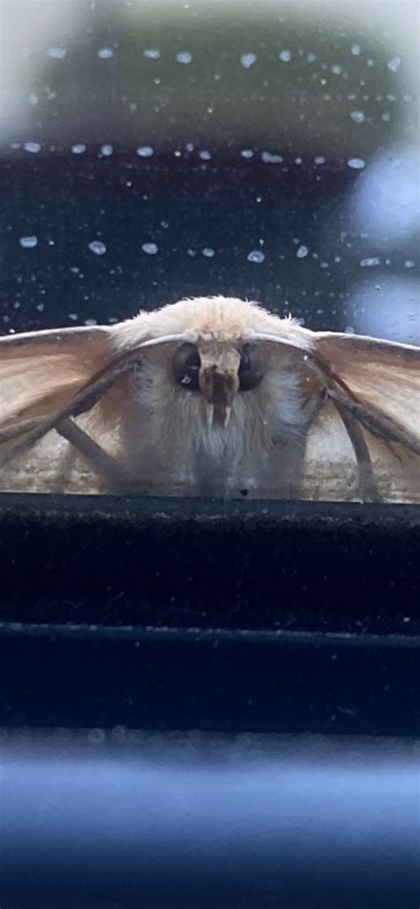 Vampire Moth Smithsonian Photo Contest Smithsonian Magazine