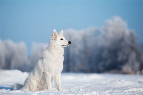 Best Dog Breeds for Cold Weather