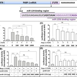 MiR 124 Targets The 3UTR Of Parp 1 For Post Transcriptional