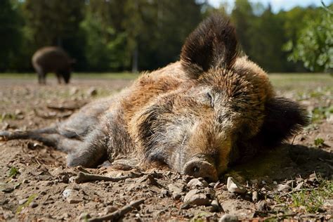 Wildschwein Schwein Wald Kostenloses Foto Auf Pixabay Pixabay