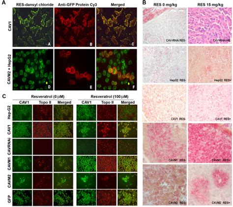 A Co Localization Of Res And Cav1 In Hepg2 Cells Transport Of