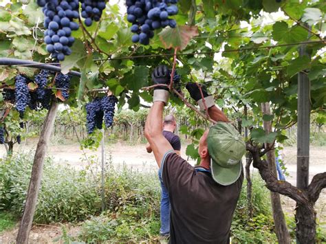 Il Vino Rosso Libero Michele Cianci Sbarca Al Vinitaly Di Verona