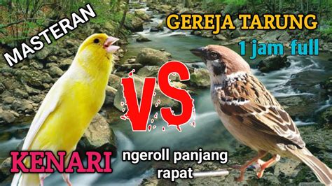 Masteran Kenari Gacor Vs Gereja Tarung Gacor Full Ngeroll 1 Jam Nonstop