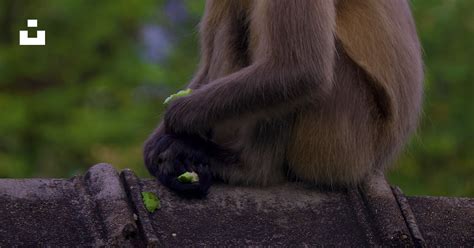 A monkey sitting on a rock photo – Free India Image on Unsplash